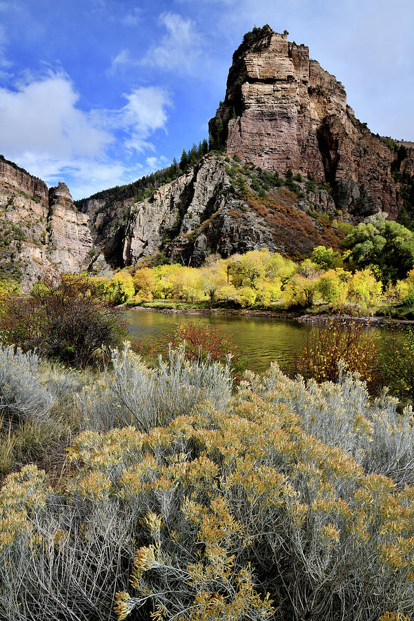 Colorado River Aspens in Color Photograph by Ray Mathis