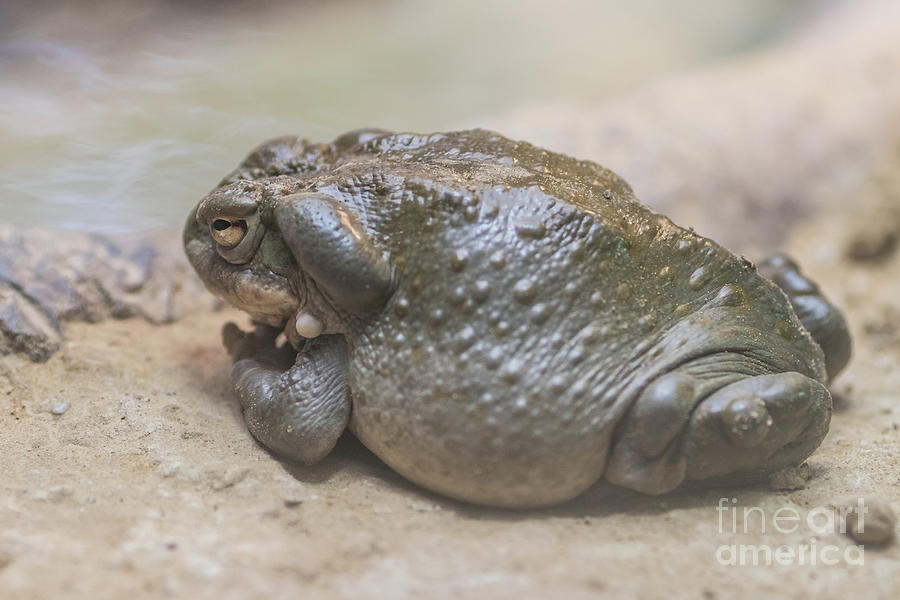 Wildlife Photograph - Colorado River Toad by Eva Lechner