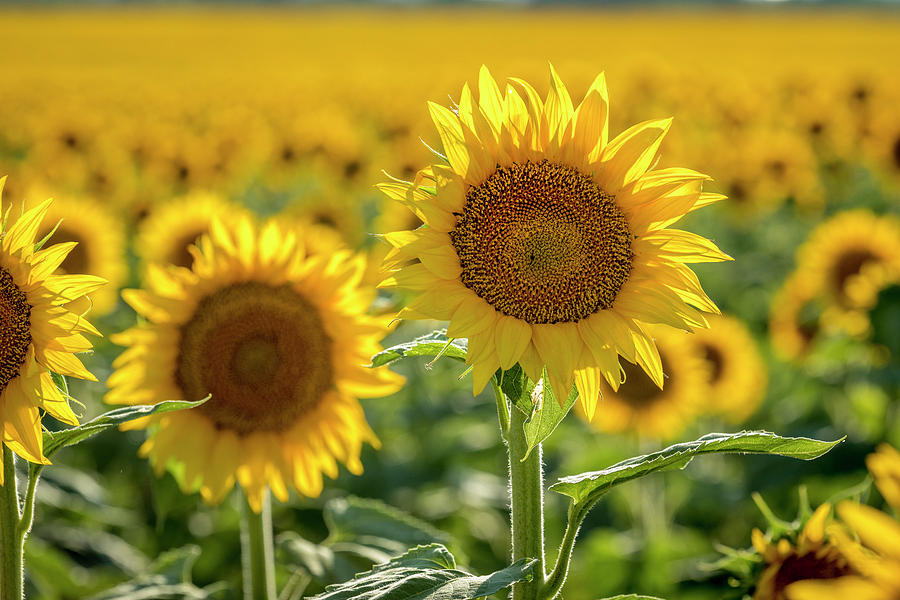 Colorado Sunflowers Forever Photograph by Teri Virbickis - Fine Art America