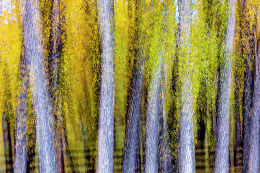 Colorado, Usa - Impressionistic Autumn Photograph by Panoramic Images
