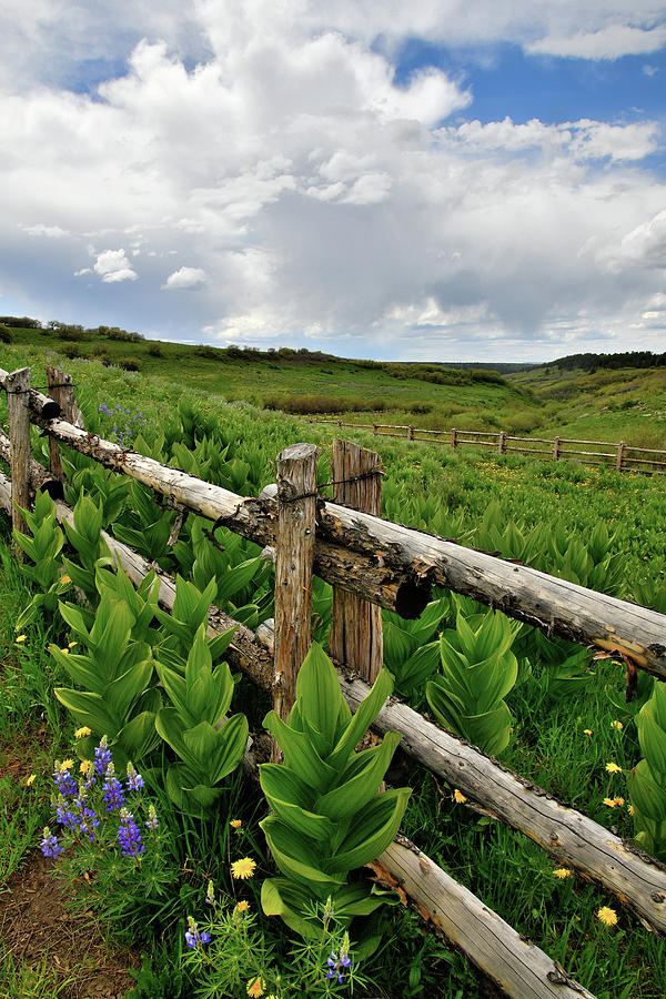 Colorado Wildflower Season Photograph by Ray Mathis