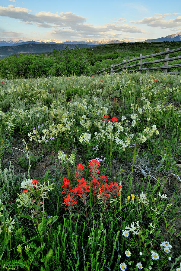 Colorado Wildflowers near Dallas Creek Road Photograph by Ray Mathis