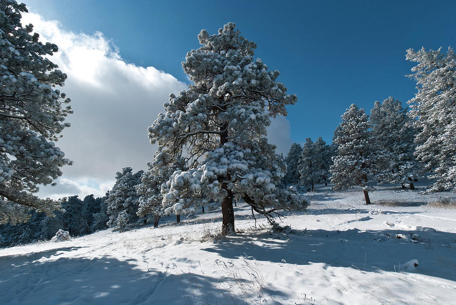 Colorado Winter Pine and Shadows Photograph by Cascade Colors