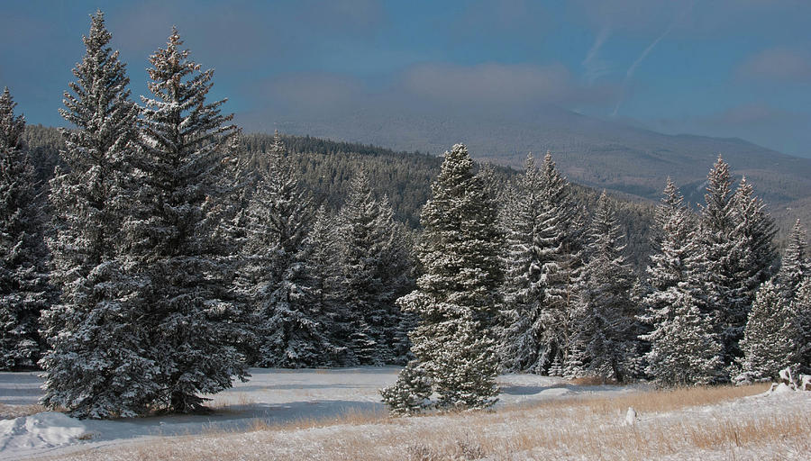Colorado Winter Trees and Lifting Clouds Photograph by Cascade Colors