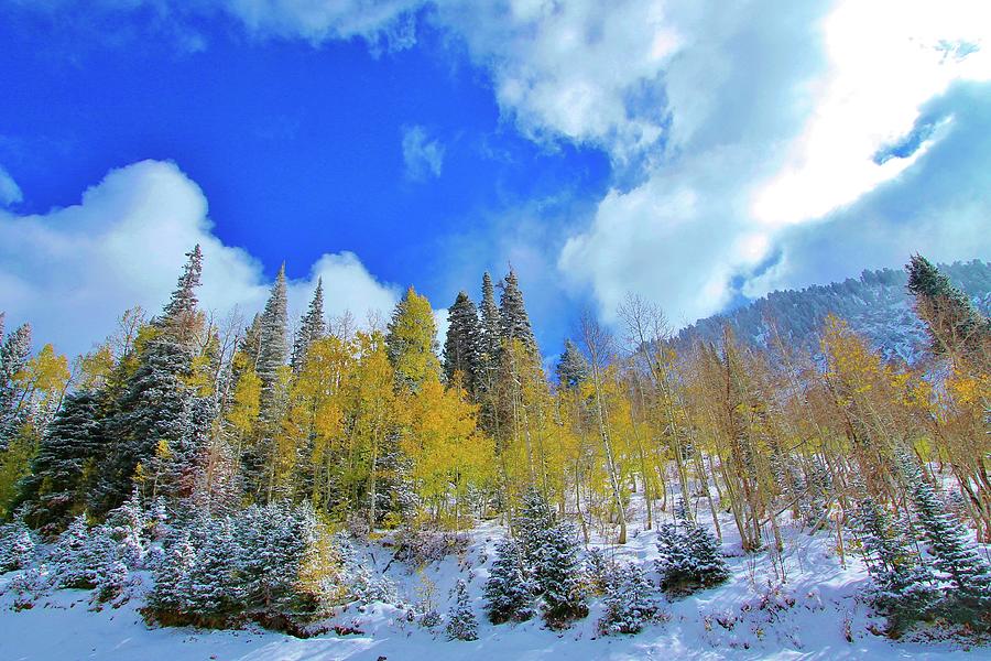 Colored Aspens in Snow Photograph by Catie Canetti