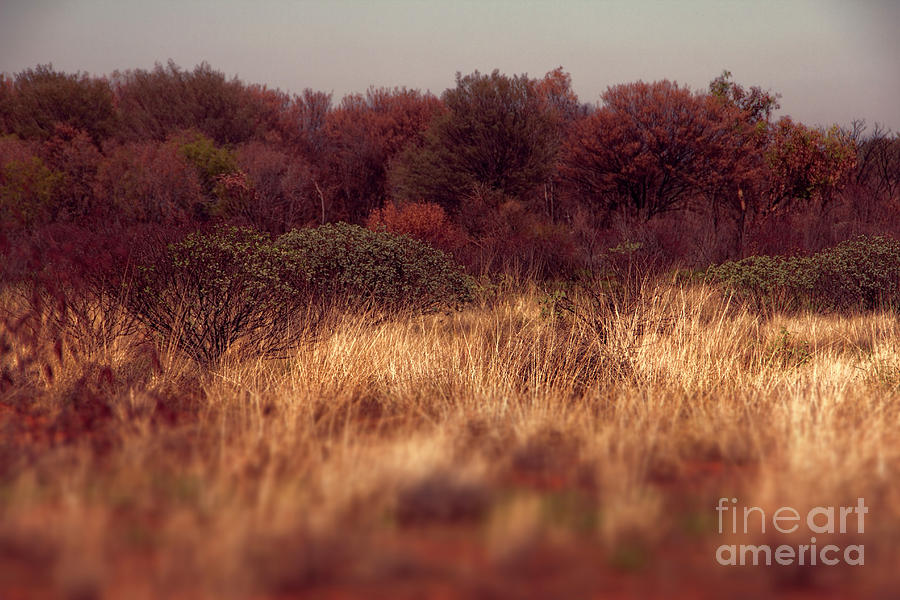 Nature Photograph - Colored Bushland by Douglas Barnard