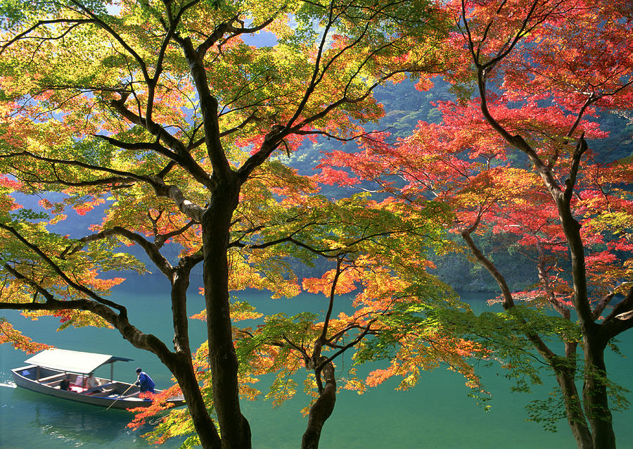 Colored Leaves Photograph by Imagenavi