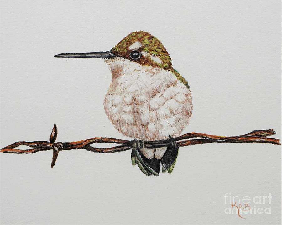 Colored Pencil Hummingbird Drawing by Karen Beasley