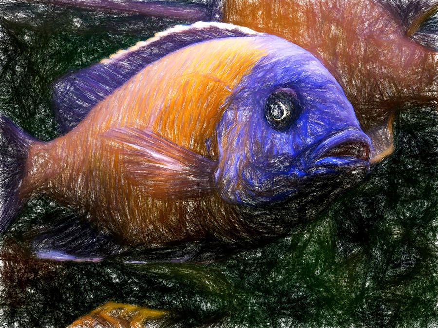 Colored Pencil Red Fin Borleyi Cichlid Digital Art by Don Northup