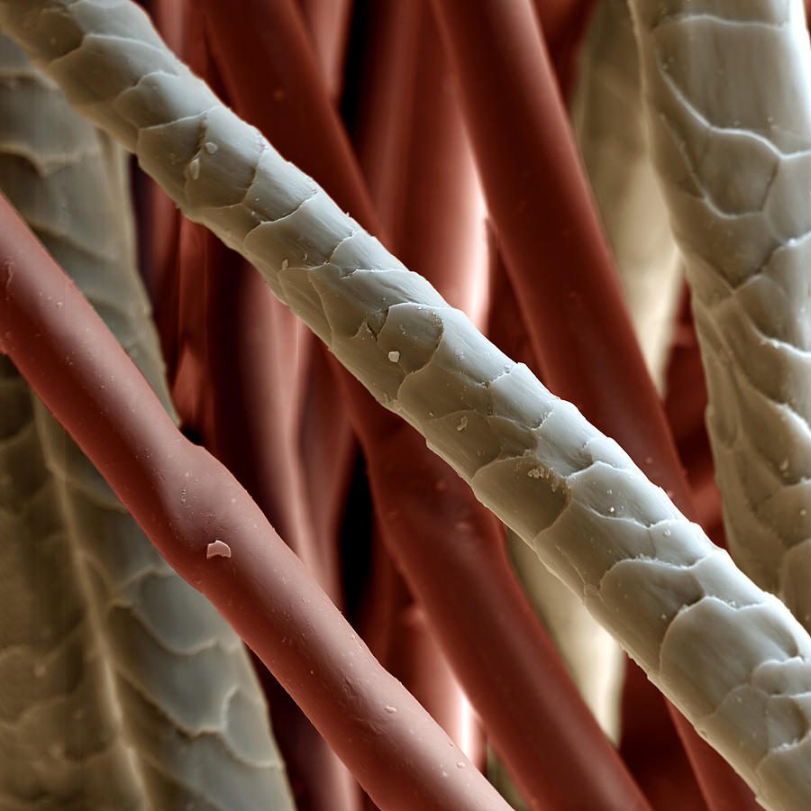 Colored Sem Of A Wool Fibers 2500x Photograph by Meckes/ottawa