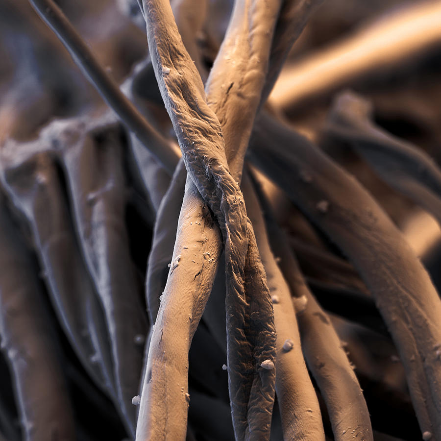 Colored Sem Of Mercerized Cotton Fibers Photograph by Oliver Meckes EYE OF SCIENCE