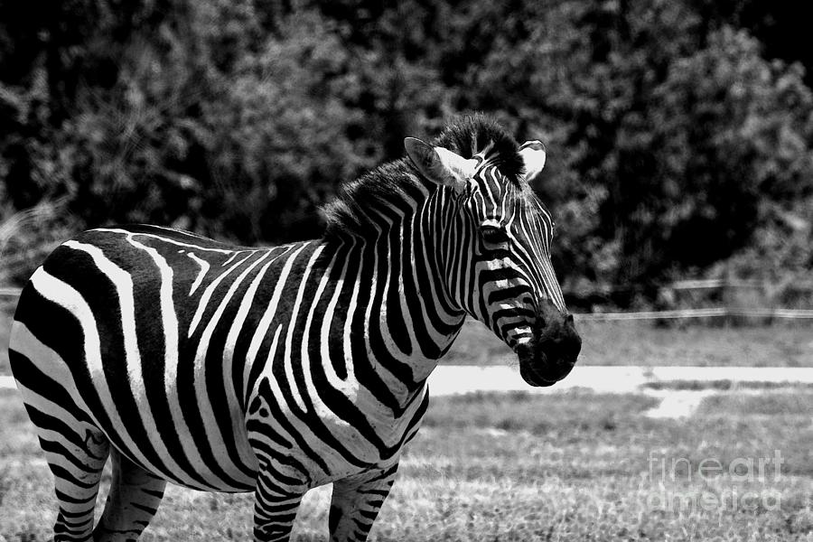 Colored Zebra Photograph by Jayd Foto - Fine Art America