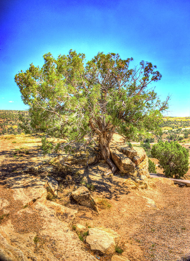Tree Photograph - Colorful Ancient Pine by Douglas Barnett