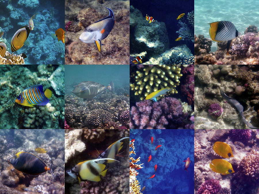 Colorful And Exotic Red Sea Underwater Collage Photograph by Johanna Hurmerinta