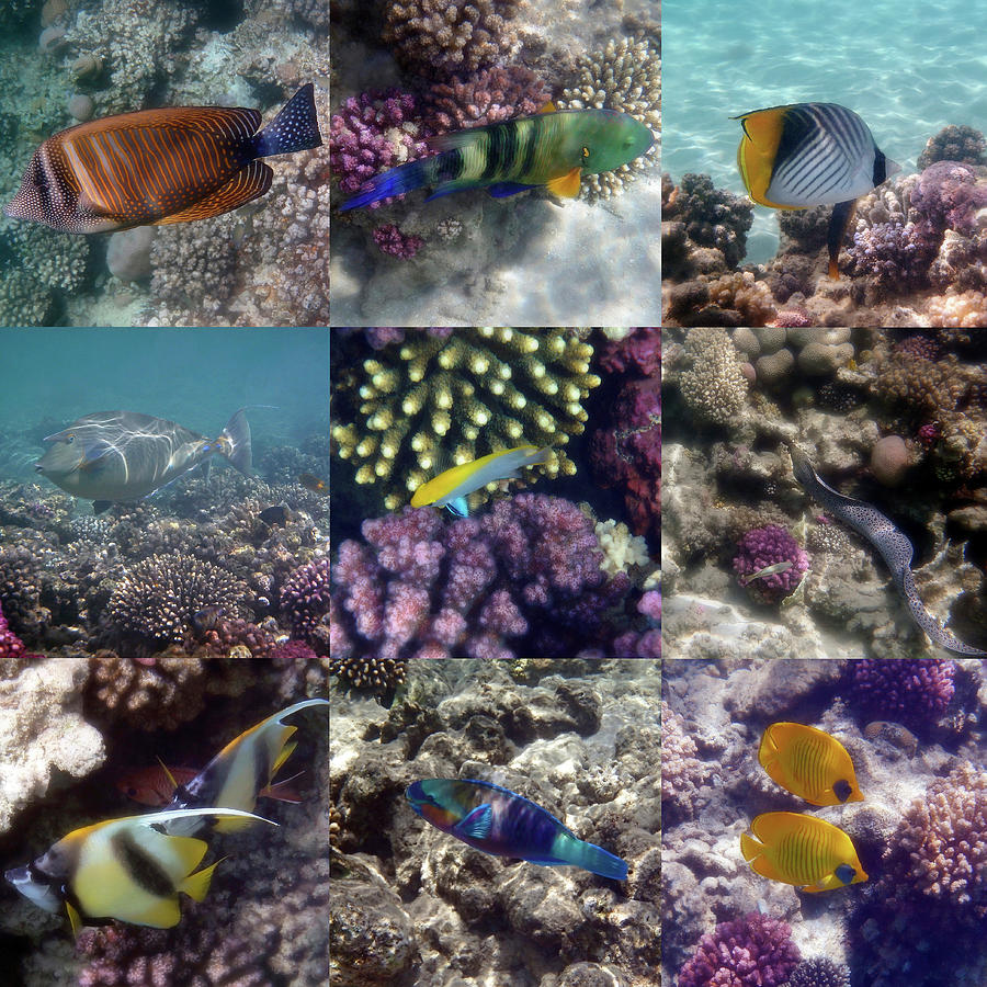 Colorful And Exotic Underwater Sealife Collage Photograph by Johanna Hurmerinta