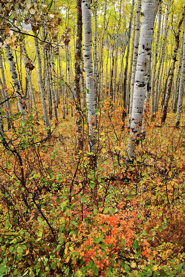 Colorful Aspen Grove near Ridgway Colorado Photograph by Ray Mathis
