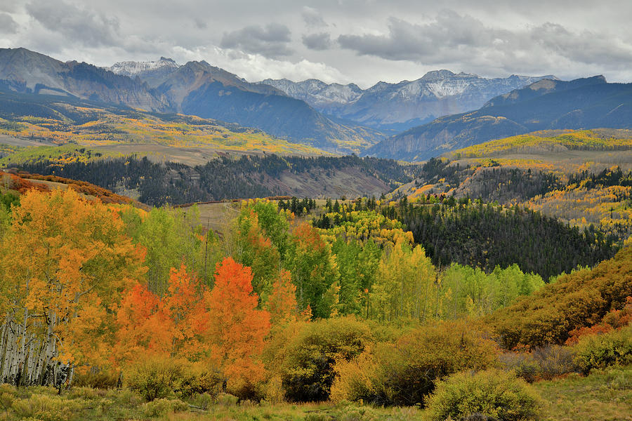 Colorful Aspen Groves along Last Dollar Road Photograph by Ray Mathis