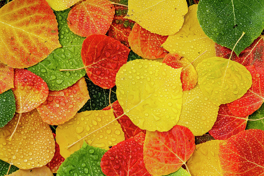 Colorful Aspen tree leaves with water drops Photograph by Teri Virbickis