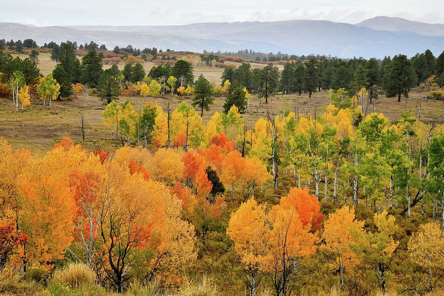 Colorful Aspens above Ridgway Colorado Photograph by Ray Mathis