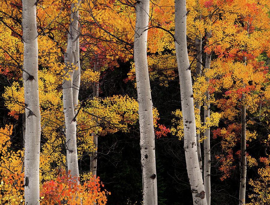 Colorful Autumn Contrast Photograph by Leland D Howard