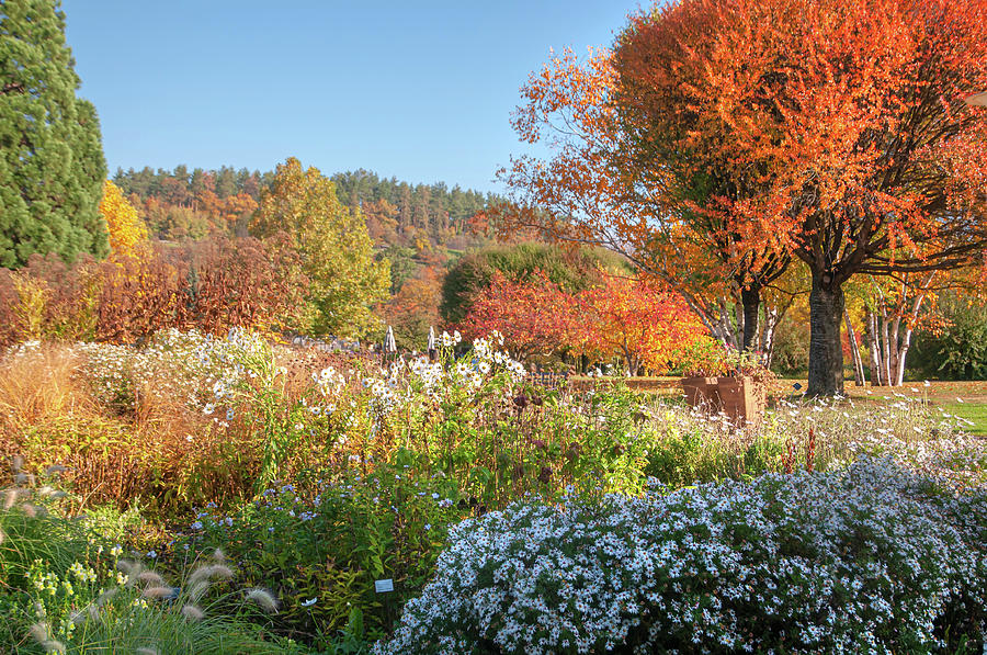 Colorful Autumn in Botanical Garden Photograph by Jenny Rainbow