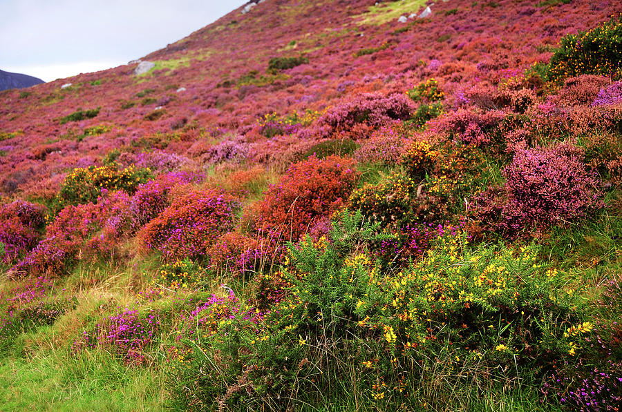 Colorful Autumn in Wicklow. Blooming Heather Photograph by Jenny Rainbow