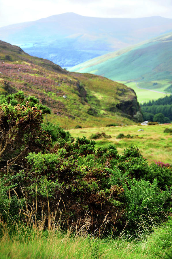 Mountain Photograph - Colorful Autumn in Wicklow. Green Bushes by Jenny Rainbow