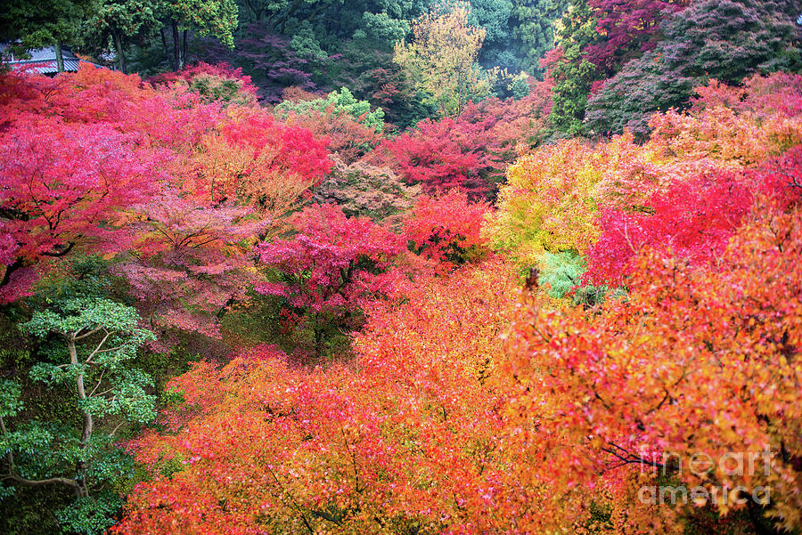 Colorful Autumn Leaf Season Japanese Photograph by Suttipong Sutiratanachai
