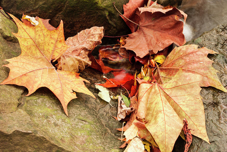 Nature Photograph - Colorful Autumn Leaves Between Rocks by Anthony Paladino