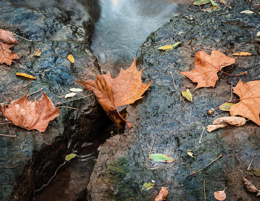 Nature Photograph - Colorful Autumn Leaves By Brook by Anthony Paladino