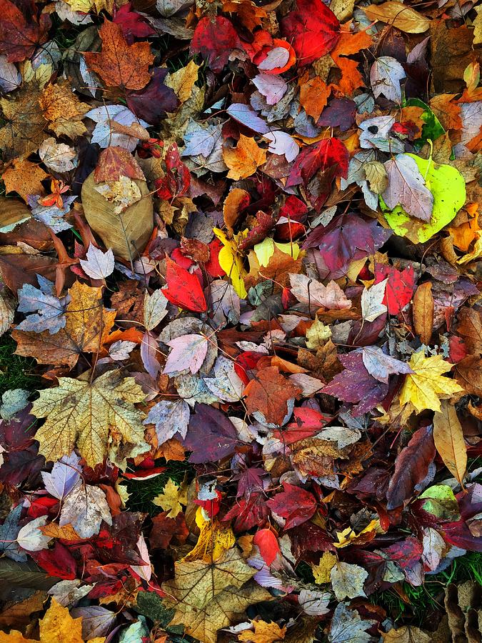 Colorful Autumn Leaves Photograph by Jerry Abbott