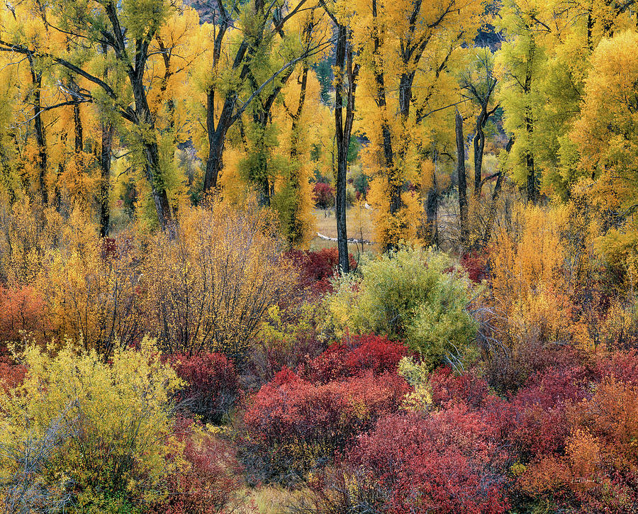 Colorful Autumn Photograph by Leland D Howard