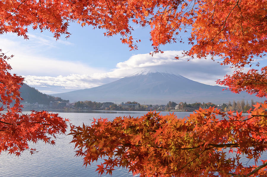 Colorful Autumn Season And Mountain Fuji Photograph by Cavan Images ...