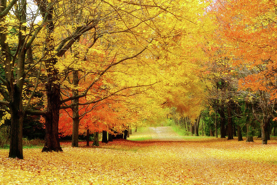 Colorful Autumn Trees Line Leaf Covered Photograph by Rutryin - Fine ...