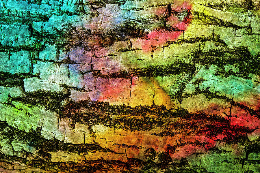 Abstract Photograph - Colorful Bark 02 by Anita Vincze