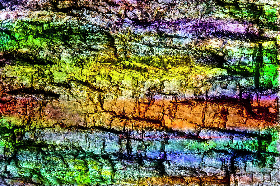 Abstract Photograph - Colorful Bark 07 by Anita Vincze