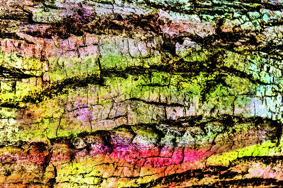 Abstract Photograph - Colorful Bark 08 by Anita Vincze