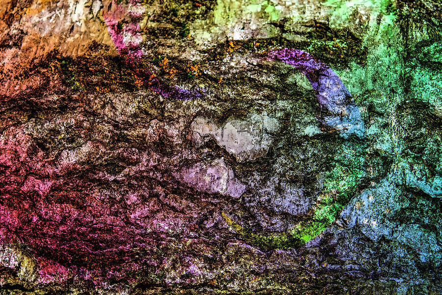 Abstract Photograph - Colorful Bark 15 by Anita Vincze