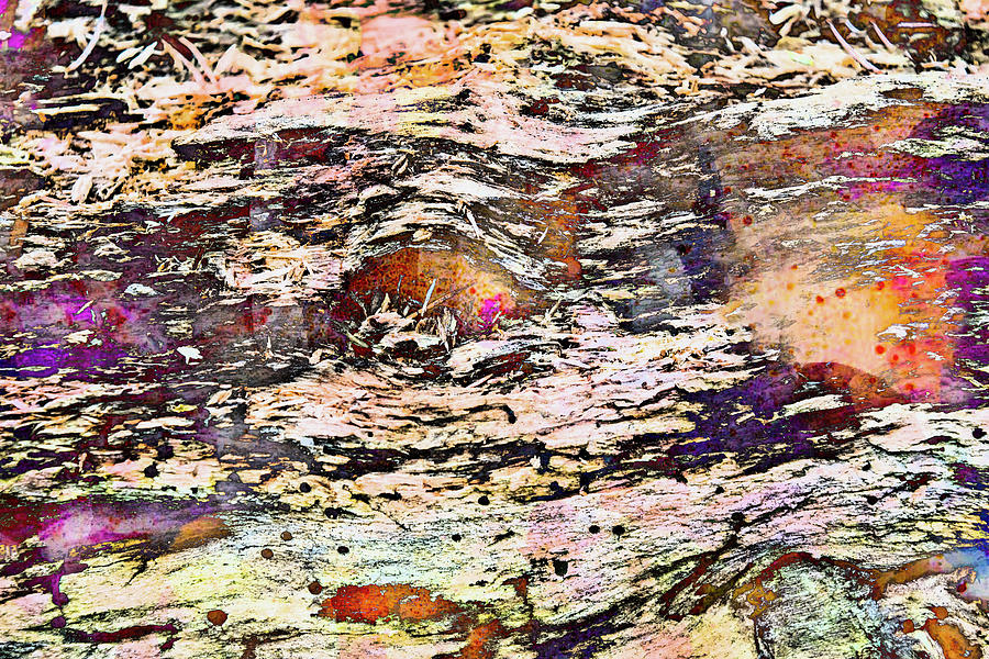 Abstract Photograph - Colorful Bark 18 by Anita Vincze