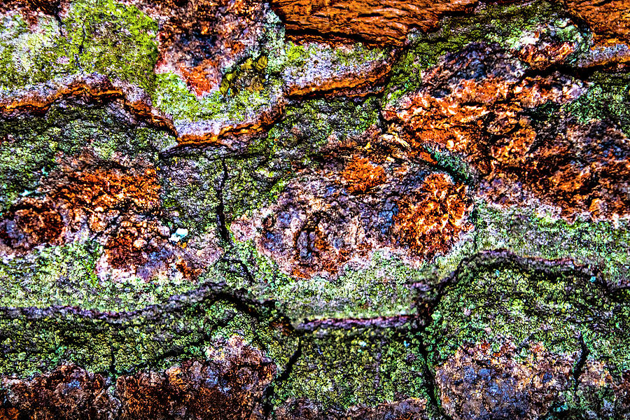 Abstract Photograph - Colorful Bark 19 by Anita Vincze