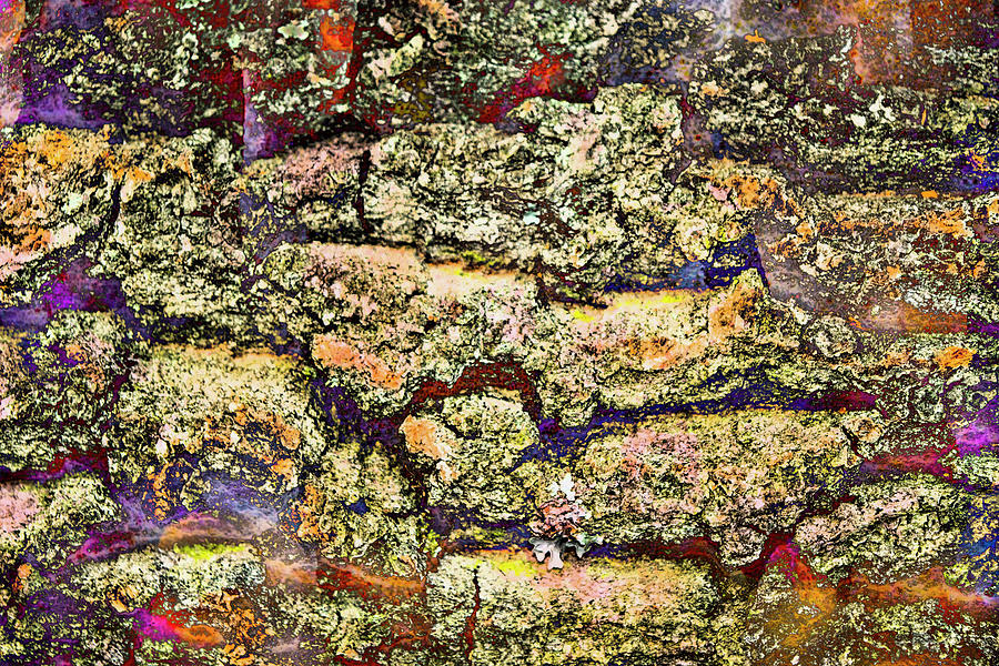 Abstract Photograph - Colorful Bark 21 by Anita Vincze