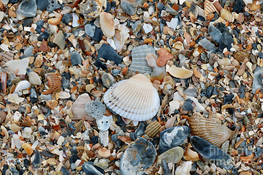 Colorful Beach Shells Photograph by Carol Groenen