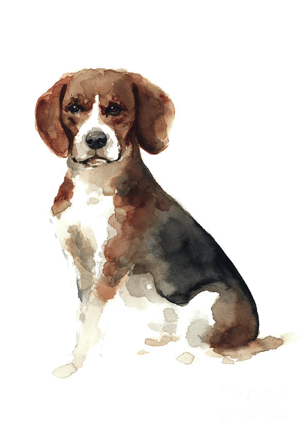 Dog Painting - Colorful Beagle Poster Domestic Animal Watercolor Painting Brown Black Doggie picture by Joanna Szmerdt