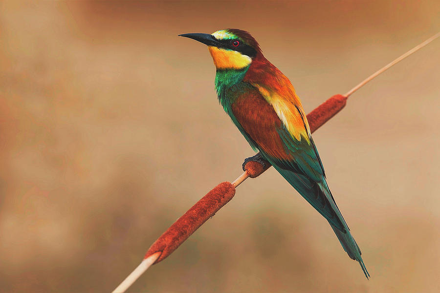 Colorful Bee Eater Photograph by Mountain Dreams - Fine Art America