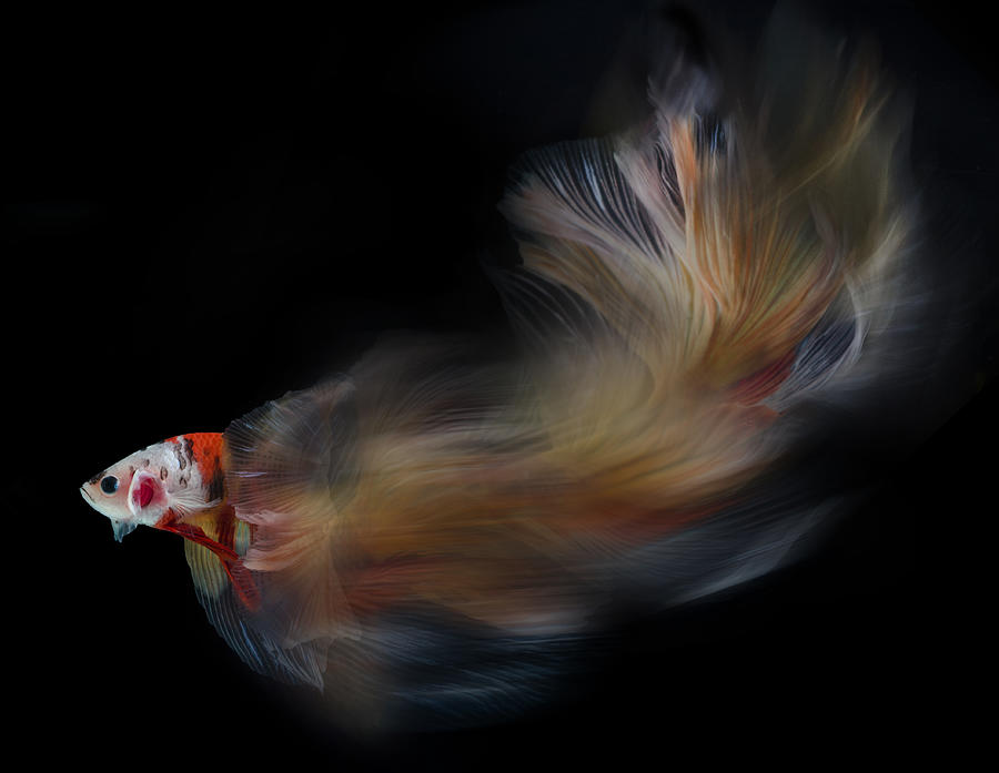 Animal Photograph - Colorful Bettafish Motion by Rawisyah Aditya