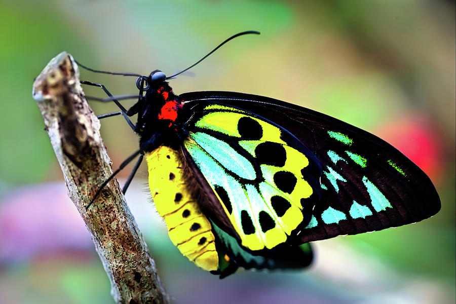 real colorful butterflies
