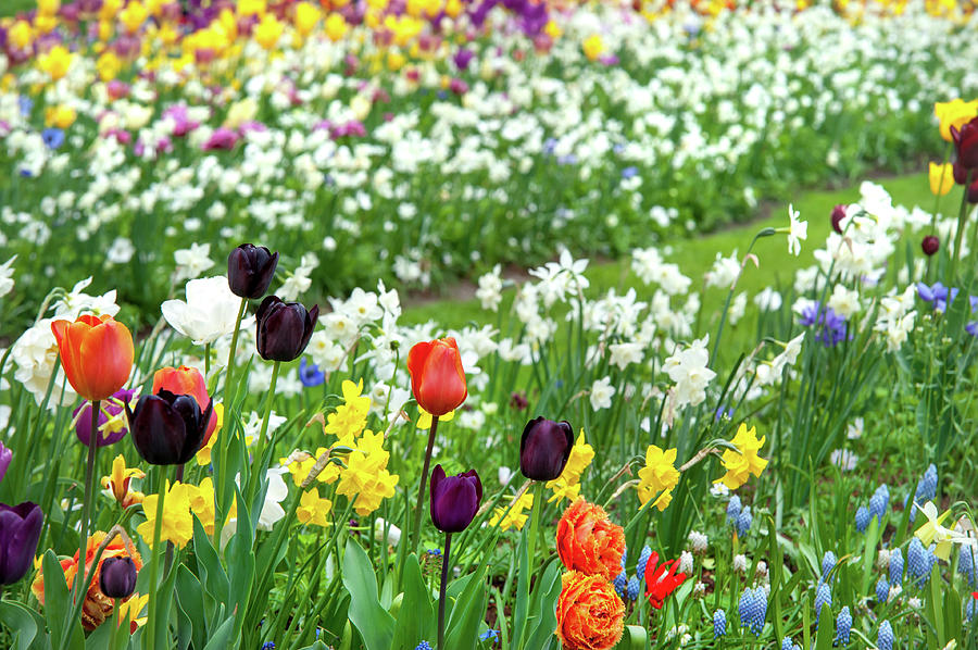Colorful Bloom of Spring Flowers in Keukenhof Photograph by Jenny Rainbow