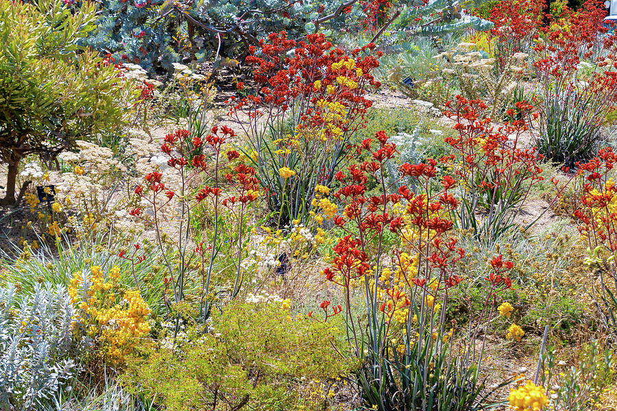 Colorful Blooming Flowers In Perth Botanical Garden With Its Collection