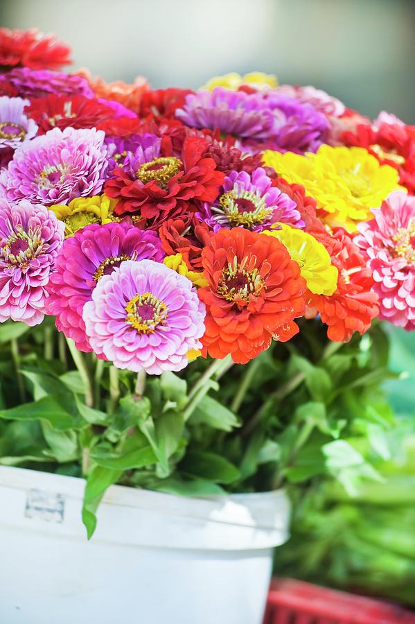 Colorful Bouquet Of Zinnias In A Pail On A Market Stall Photograph by Jocelyn Demeurs