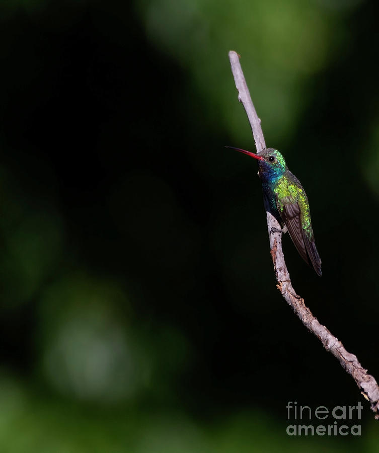 Colorful Broad-Billed Hummingbird  Photograph by Ruth Jolly